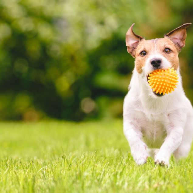 Hund mit Ball auf einer Wiese im Urlaub AWO Sano