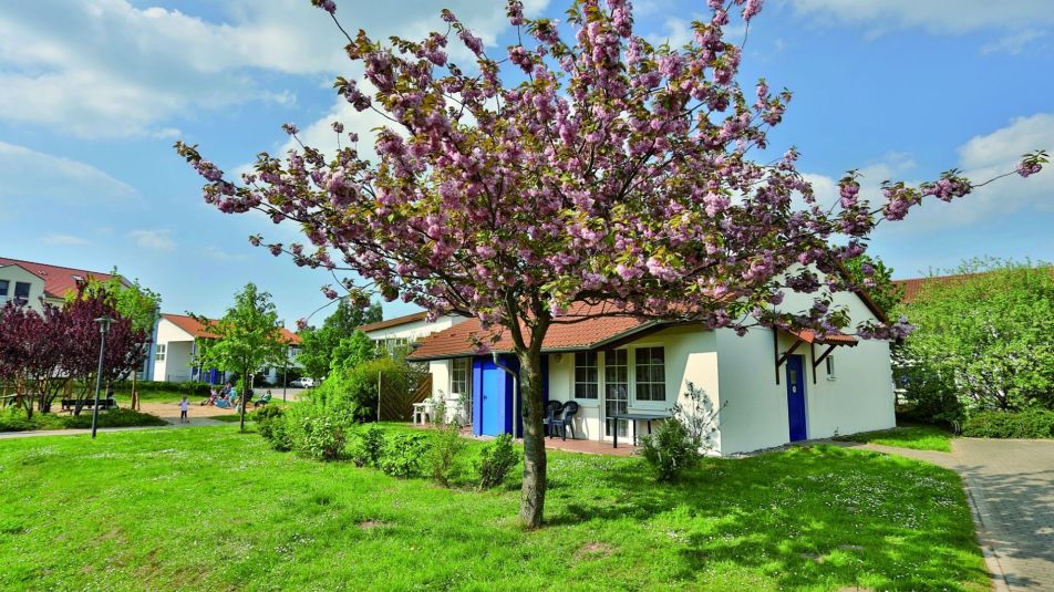 Kirschblütenbaum im Feriendorf Rerik