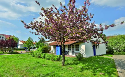 Kirschblütenbaum im Feriendorf Rerik