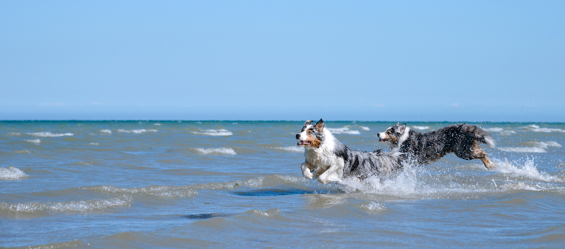 Zwei Hunde laufen in die Ostsee