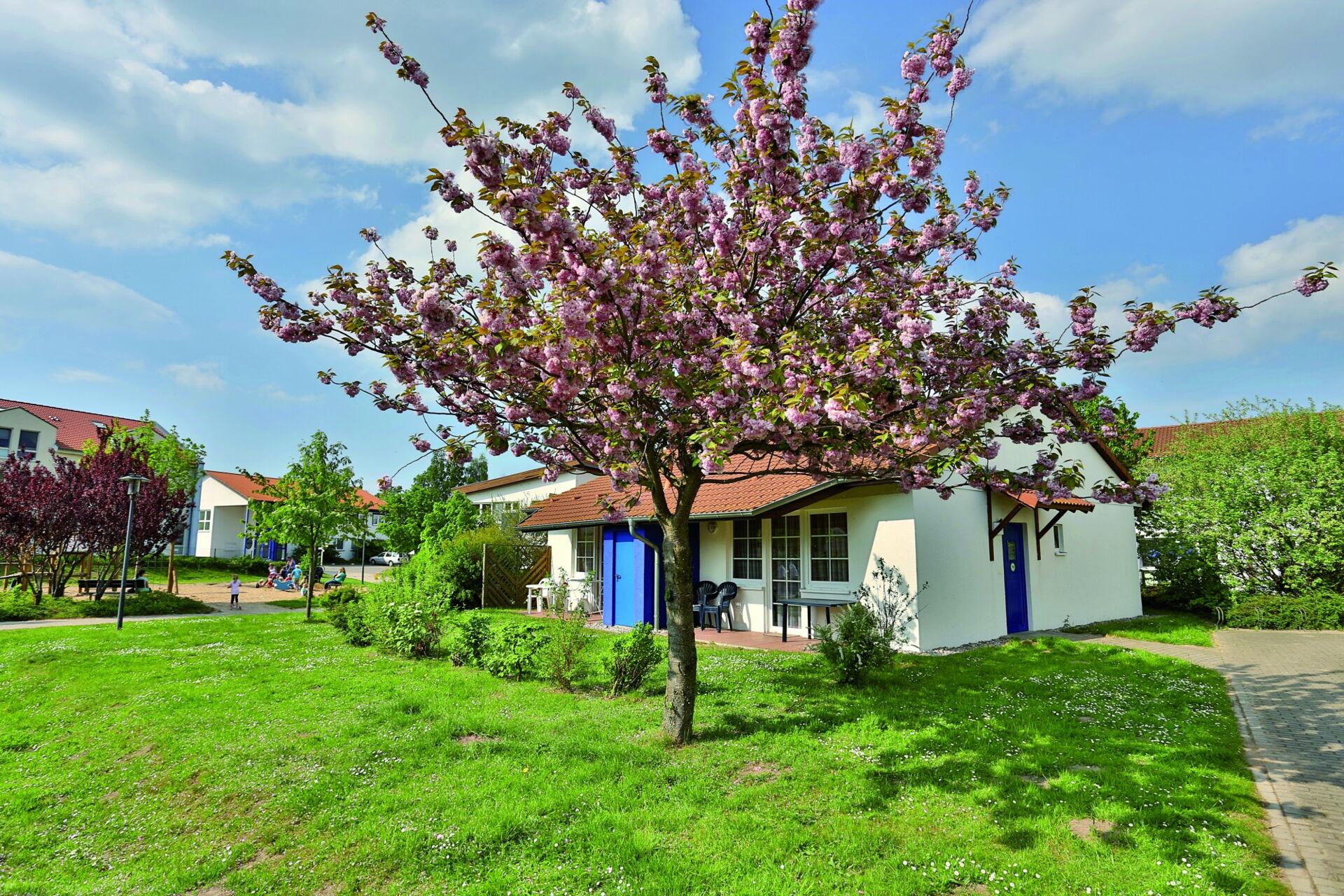 Rosa blühender Baum vor einem Ferienhaus in Rerik