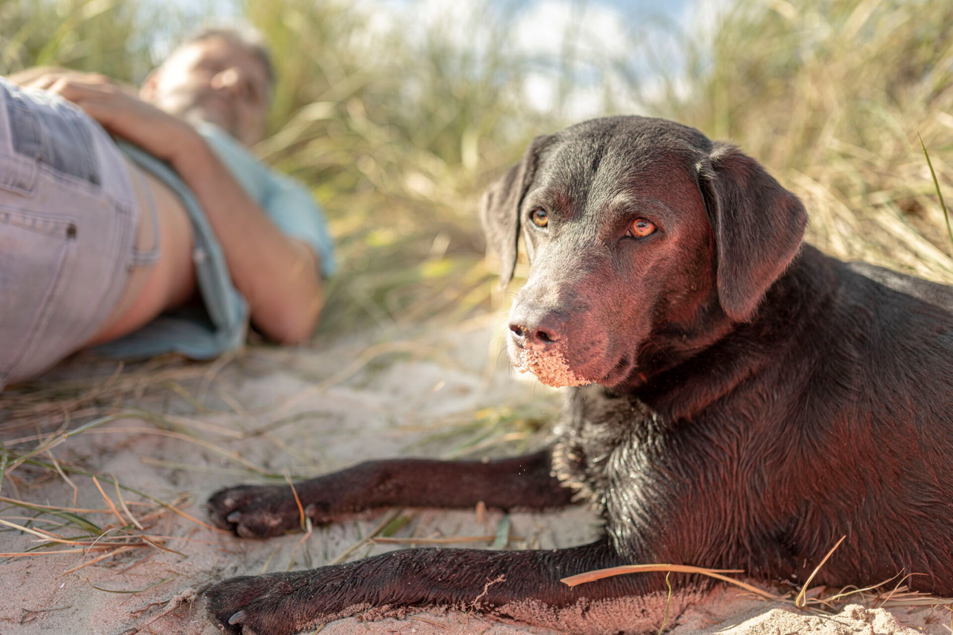 Hund und Herrchen liegen am Strand.